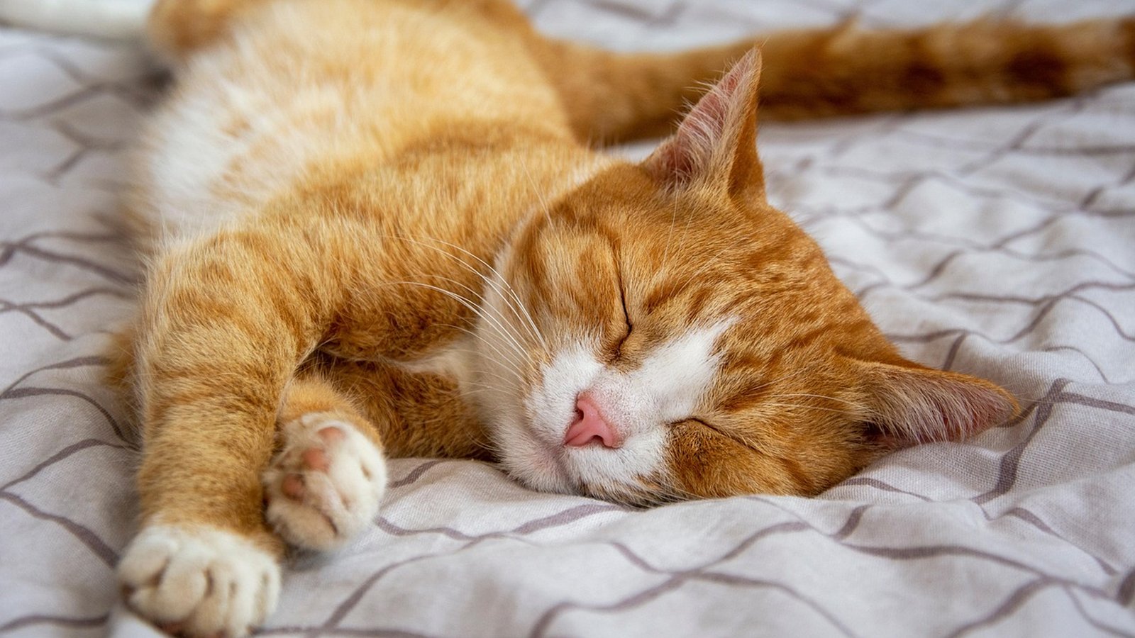 Page Thumbnail